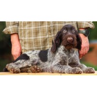 Породистый щенок из помета П кобель №5 породы дратхаар Породистый щенок из помета П кобель №5 породы дратхаар